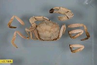 藏品(長腳蟹)的圖片